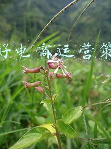 电商产品质量管控(三只松鼠产品质量问题背后：代工模式管控困难，电商渠道增长乏力)