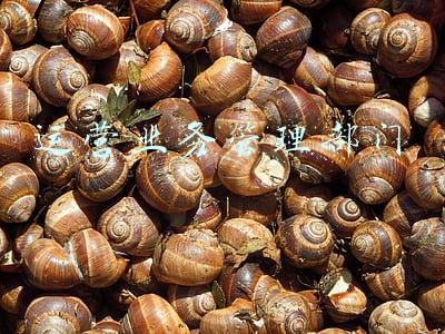 运营管理办公室(中航油（新加坡）公司内部控制案例分析)