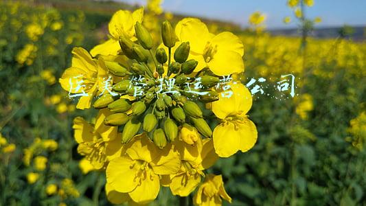 医美管理运营公司