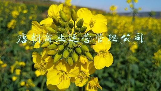 大唐商业管理有限公司(独家丨2021年一季度西安商业地产人事变动盘点)