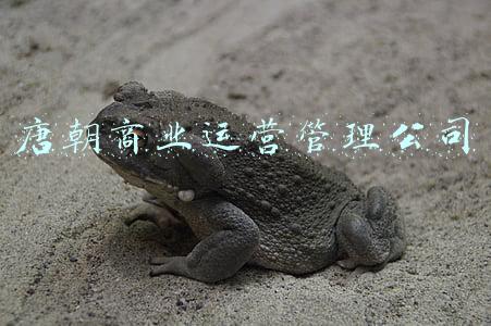 唐朝商业运营管理公司