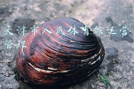 开封市人民体育馆(河南开封：这里有河南省少有的民国时期体育场所建筑叫华北体育场)