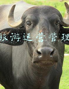 乡村旅游产品开发策略(乡村旅游项目投资及实施方案（附下载）)