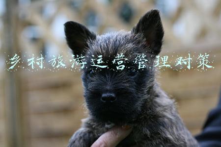发展乡村旅游业的措施(乡村旅游发展的基本思路)