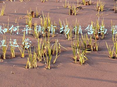 如何平衡市场销售与管理运营