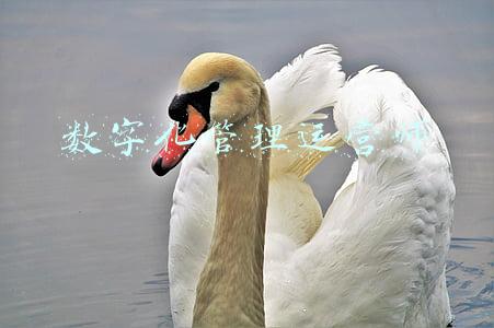 数字化运营师培训(与时代同步：中国饭店协会酒店数字化管理师评价班招募，3月见)