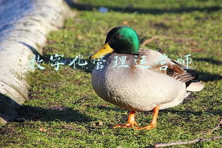 数字化管理平台(长宁区社会组织数字化管理平台基本建成)
