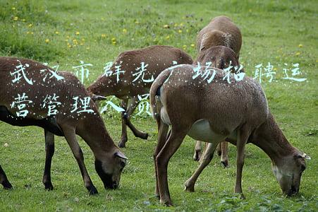 武汉群光广场上班怎么样(难逃钟楼商圈“魔咒”？西安群光广场暂停营业)