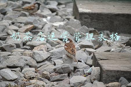 奶茶店运营管理表格