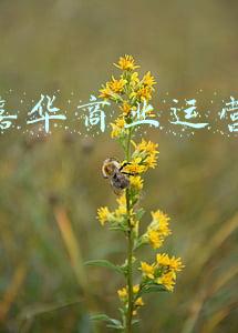 湖北嘉华商业运营管理公司