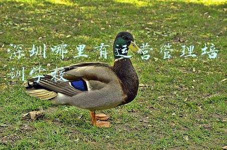 深圳培训公司有哪些(首批“南粤家政”养老护理职业技能培训机构名单公布，深圳4家单位上榜)