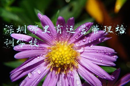 深圳it培训学校(2021最新出炉的IT培训机构测评，值得你借鉴...)