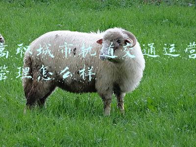 高职城市轨道交通运营管理怎么样