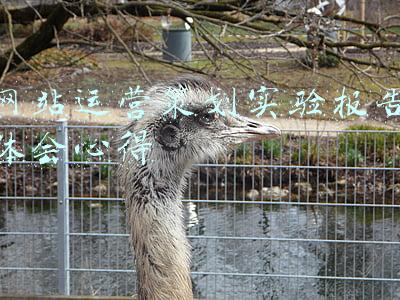 网站运营策划实验报告体会心得