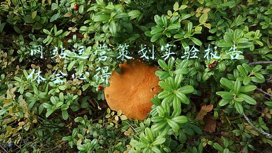网站运营策划实验报告体会心得