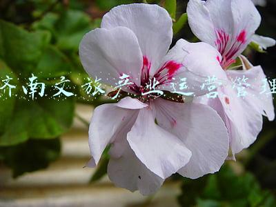 济南文旅产业运营管理