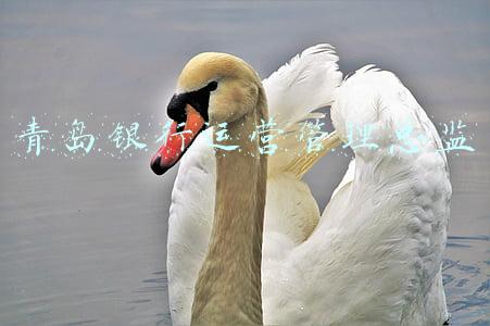 青岛银行运营管理总监