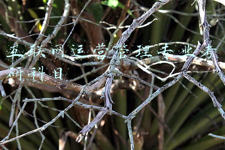 互联网运营管理论文(Arxiv网络科学论文摘要8篇(2021-12-10))