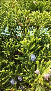 科目三互联网申请成功(@考驾照的朋友！鹤壁市机动车驾驶人考试业务恢复办理)