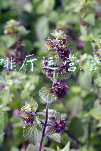 咖啡厅运营管理