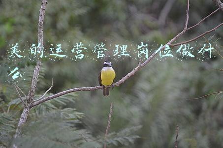 美的综合管理岗位是什么工作(美的、华为事业部的殊途与同归)