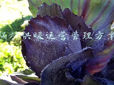 锅炉供暖系统(简要了解蒸汽供热系统)
