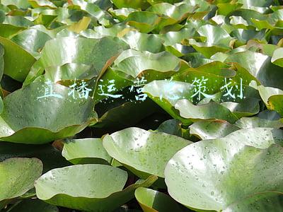 直播运营方案策划(从0-10的进阶玩法！短视频+直播组合运营策略（食饮行业）)