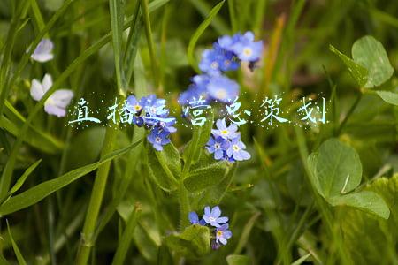 直播运营总策划