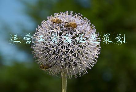 运营工资高还是策划