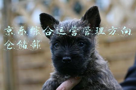 京东未来发展方向(刘强东再放权，京东下步怎么走？)