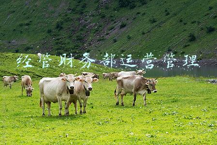 经管财务部运营管理