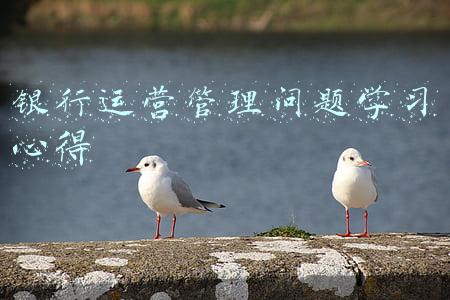 银行运营管理问题学习心得