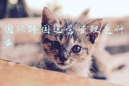 跨国公司的经营与管理(亚马逊运营怎么做？遇到危机如何应对？)