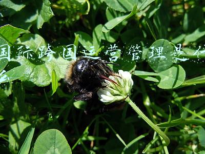 国际跨国运营管理是什么