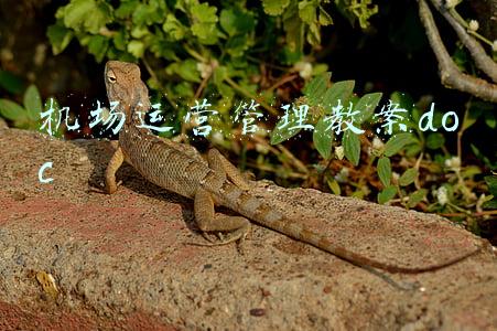 机场运营管理教案doc