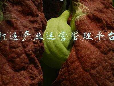 打造产业集聚平台(栽好梧桐引凤栖 打造产业集聚新高地)