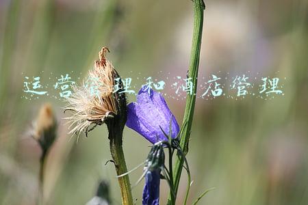 运营管理和酒店管理