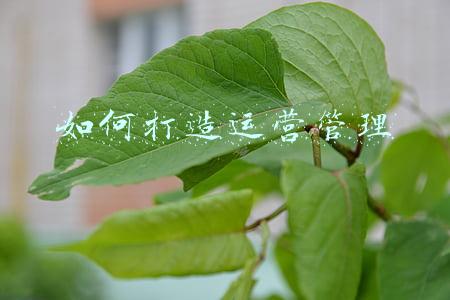如何打造运营团队(团队打造七步法)