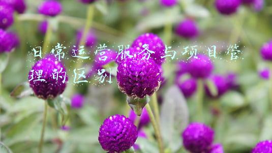 日常运营服务与项目管理的区别