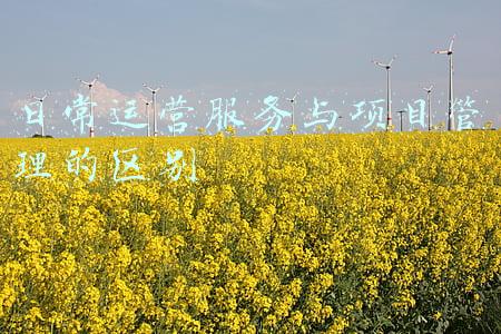 日常运营服务与项目管理的区别