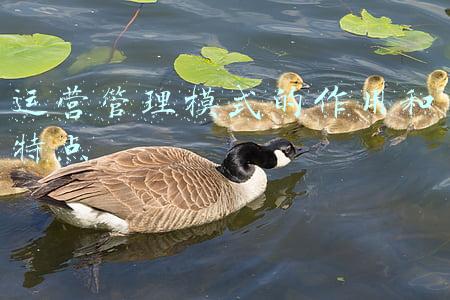 运营模式的概念(全球跨境电商的9大运营模式)
