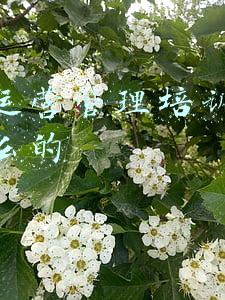 手游运营管理培训生是做什么的