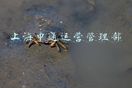 上海申通运营管理部