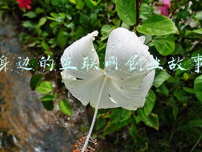 互联网名人的创业故事(从白手起家到身家百亿，新晋风云浙商王莺妹：盯住新能源，布局全中国)