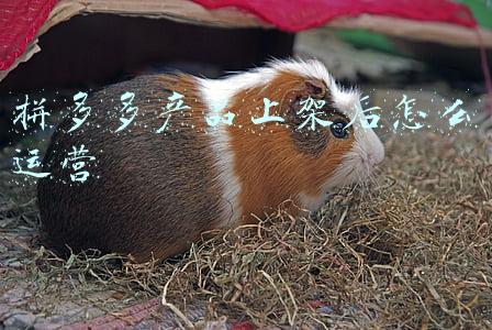 拼多多产品上架后怎么运营 拼多多产品上架后怎么运营