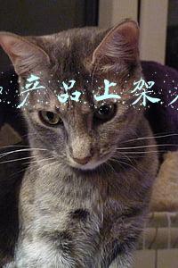 拼多多商家上架新的产品要在什么时间(拼多多商家每天凌晨上产品好吗？)