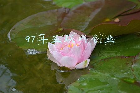 1998年互联网(互联网正在走下坡路吗？)