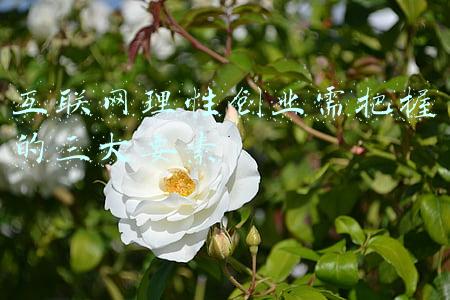 互联网理性创业需把握的三大要素不包括(2022年中国互联网十大预测)