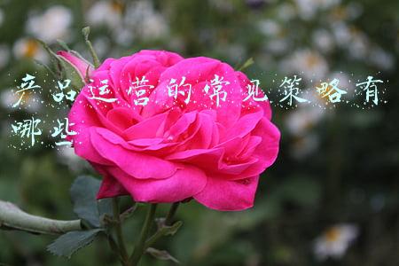 产品运营的常见策略有哪些