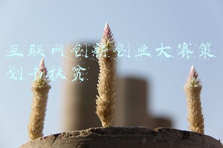 互联网创新创业大赛策划书扶贫